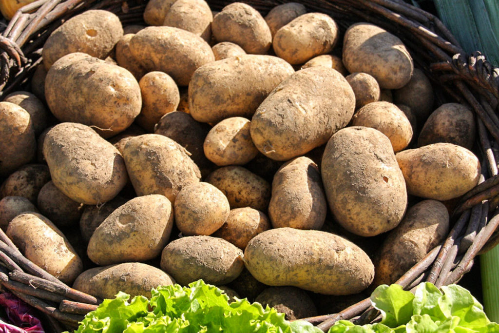 Verdure calabresi sulle tavole giapponesi
